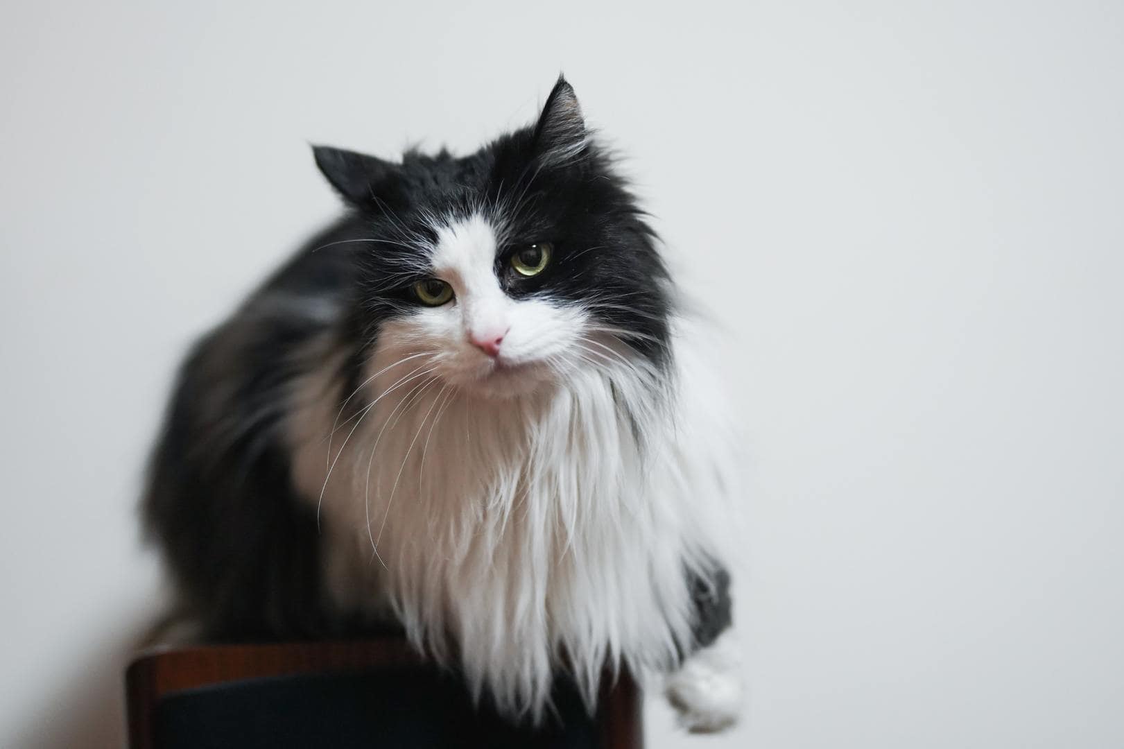 Cymric Cat