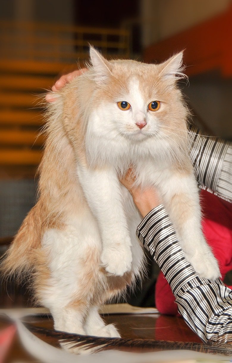 Cymric Cat