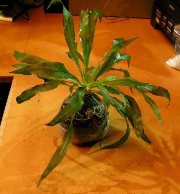DIY Aquarium Planter