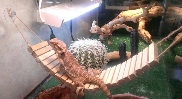 DIY Bridge Hammock