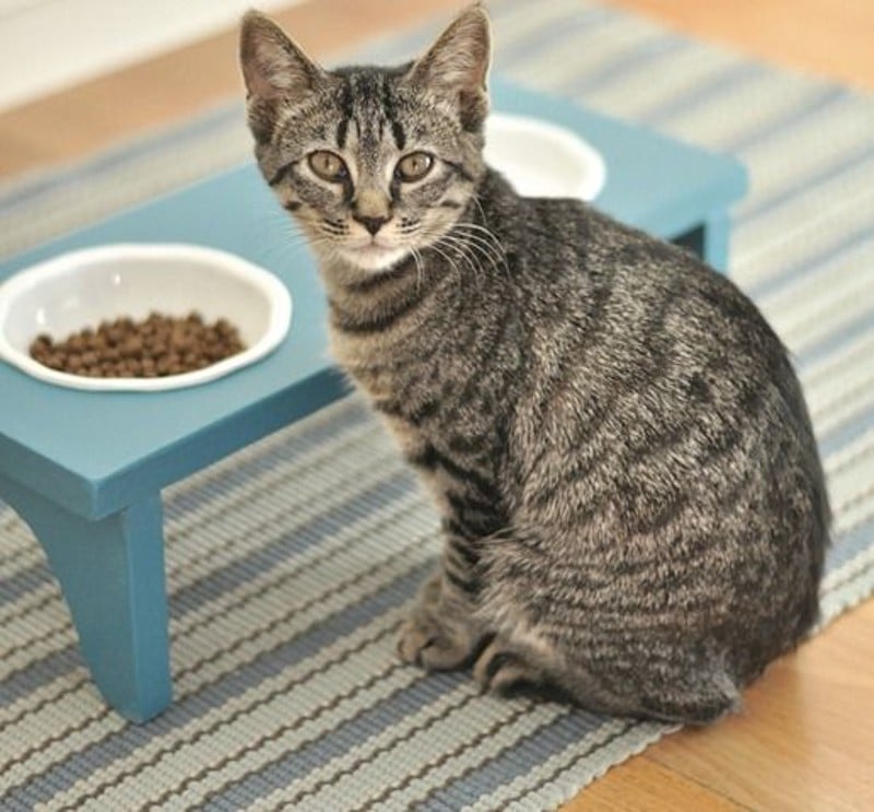 DIY Cat Bowl