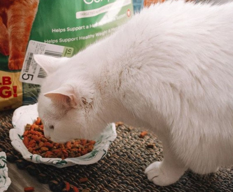 DIY Cat Bowl