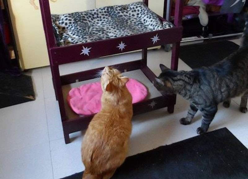 DIY Cat Bunk Bed