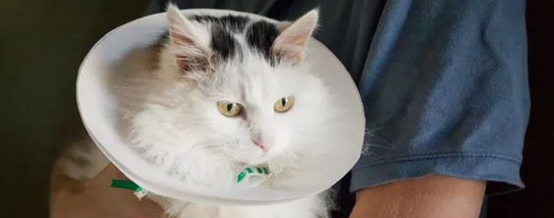 DIY Cat Cone Collar