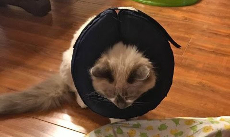 DIY Cat Cone Collar