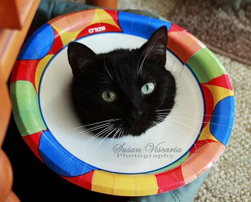 DIY Cat Cone Collar