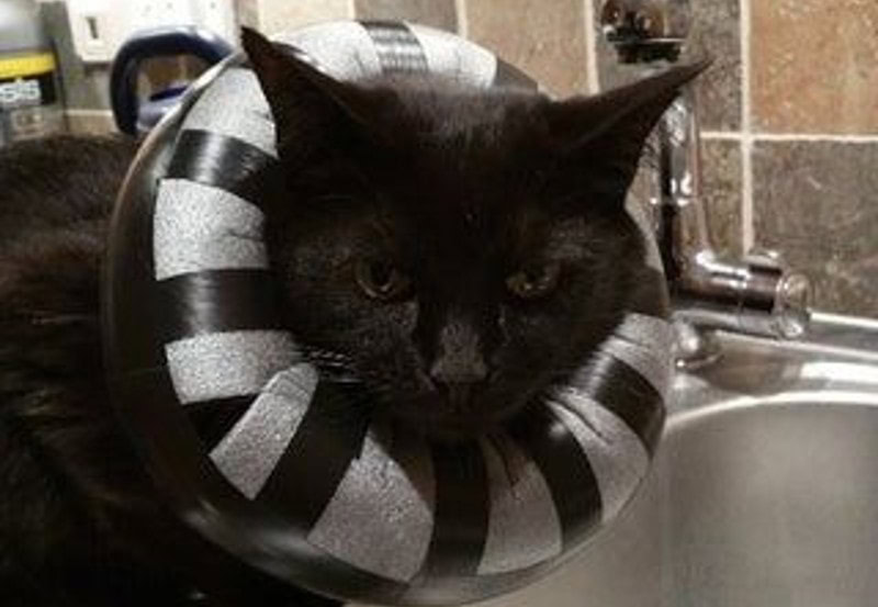 DIY Cat Cone Collar