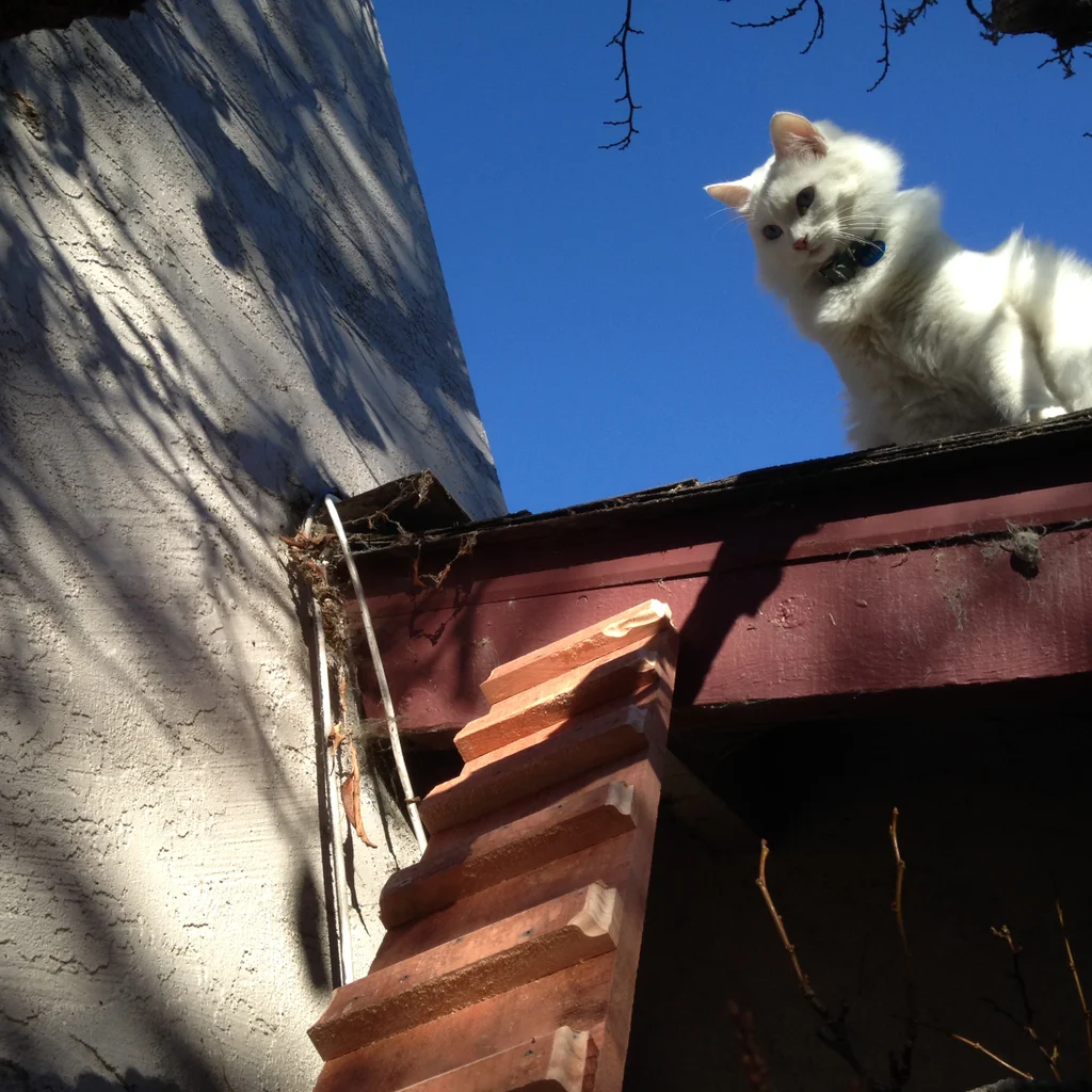 DIY Cat Ladder