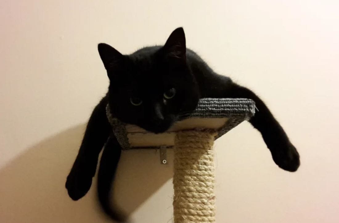 DIY Cat Tree Instructables