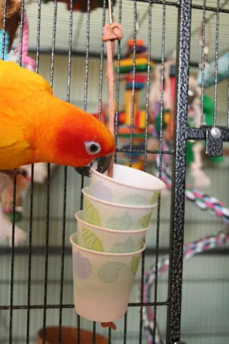 DIY Dixie Cup Foraging Toy