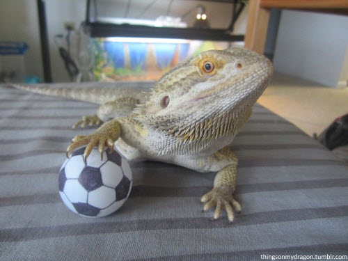 DIY Dragon Ball