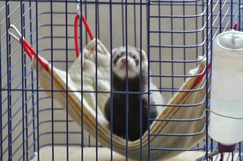DIY Ferret Hammock