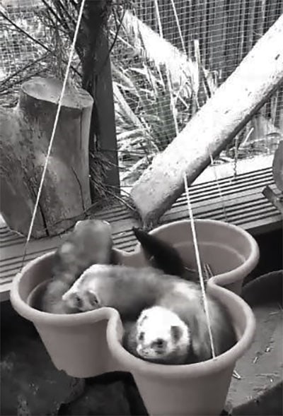 DIY Ferret Swing by Ferret Lover