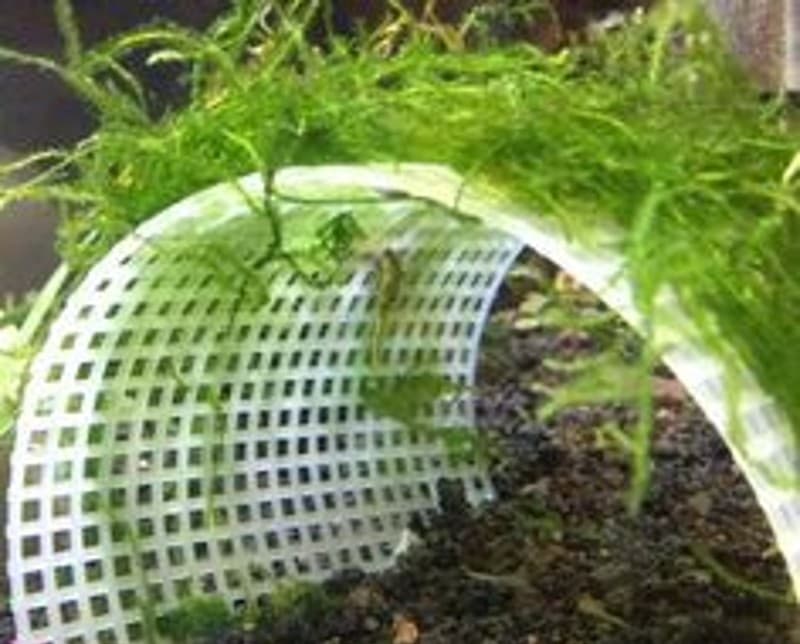 DIY Fish Tank Decor