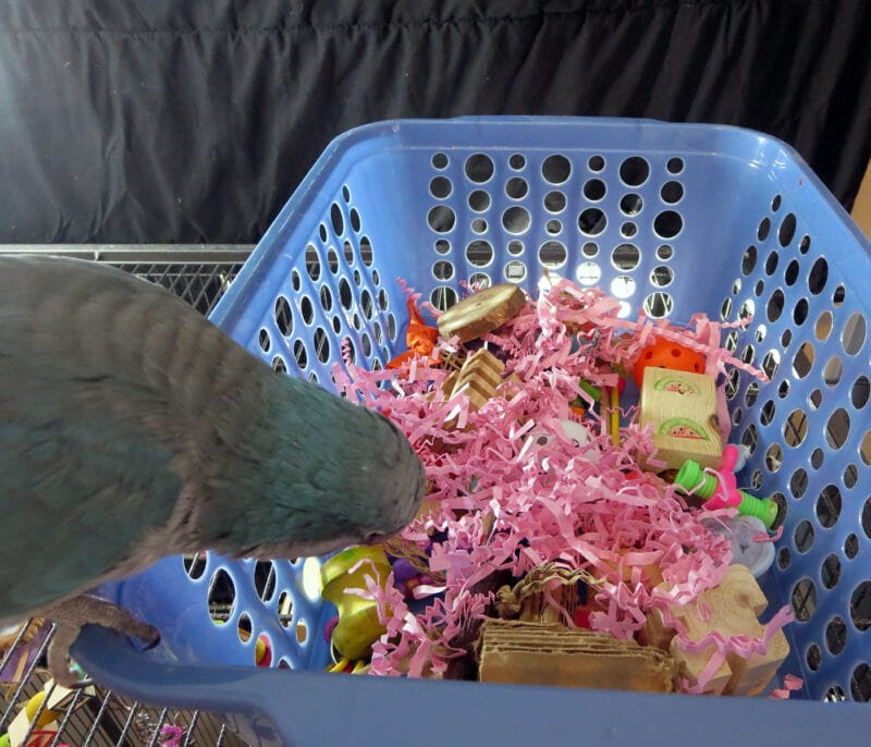 DIY Foraging Basket