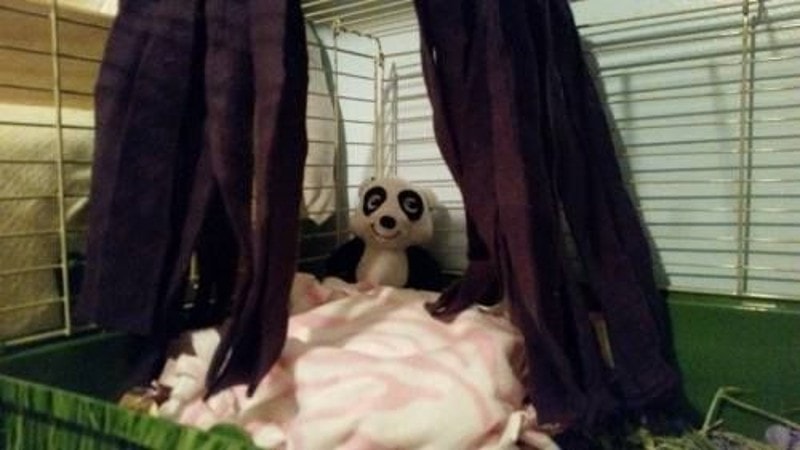 DIY Guinea Pig Beds