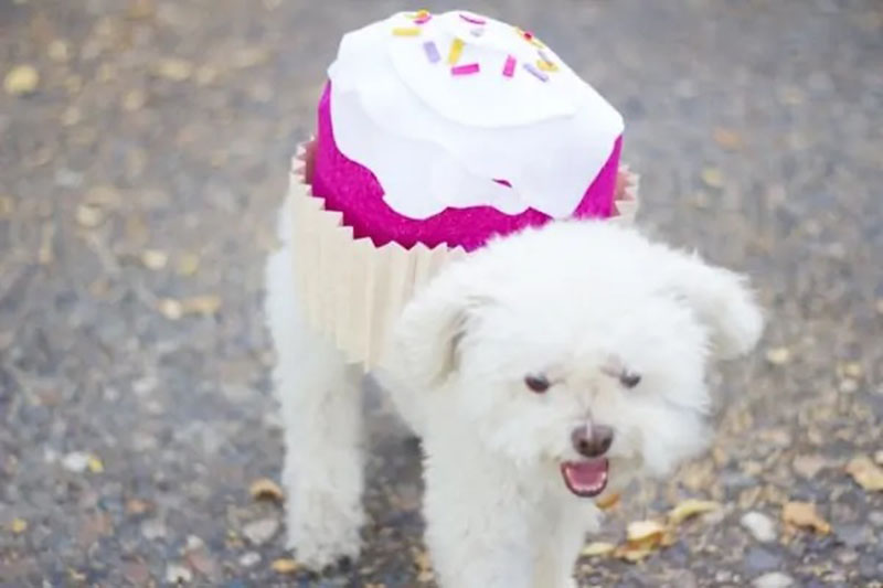 DIY Halloween Costume For Cats