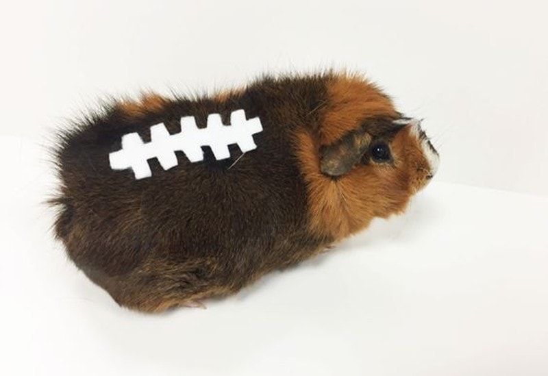 DIY Halloween Costume For Rabbits