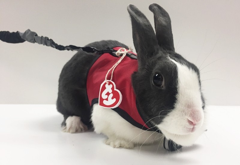 DIY Halloween Costume For Rabbits