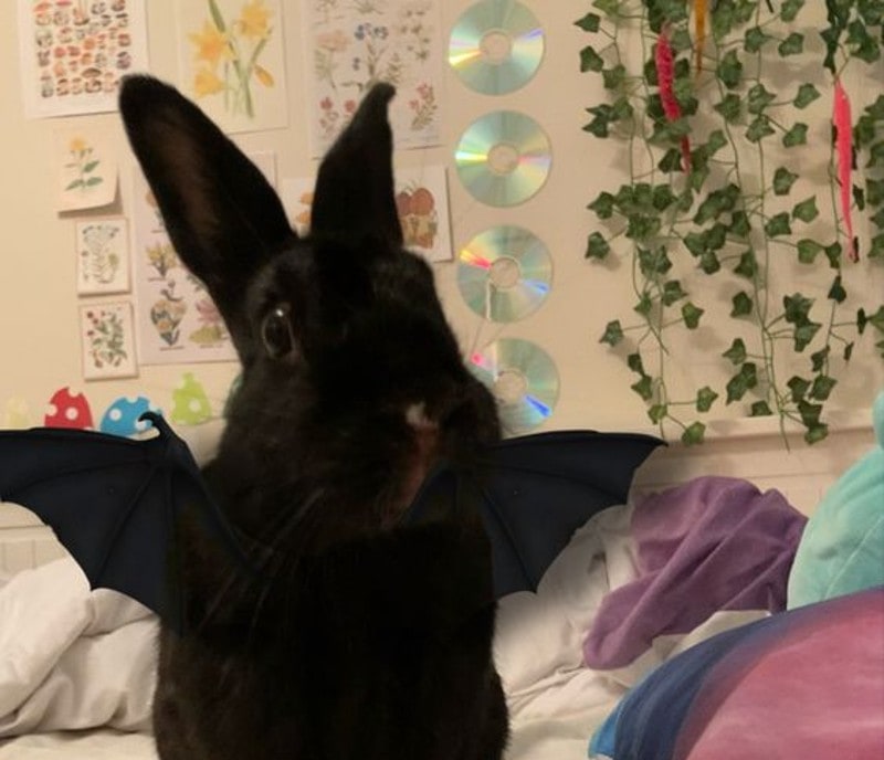 DIY Halloween Costume For Rabbits
