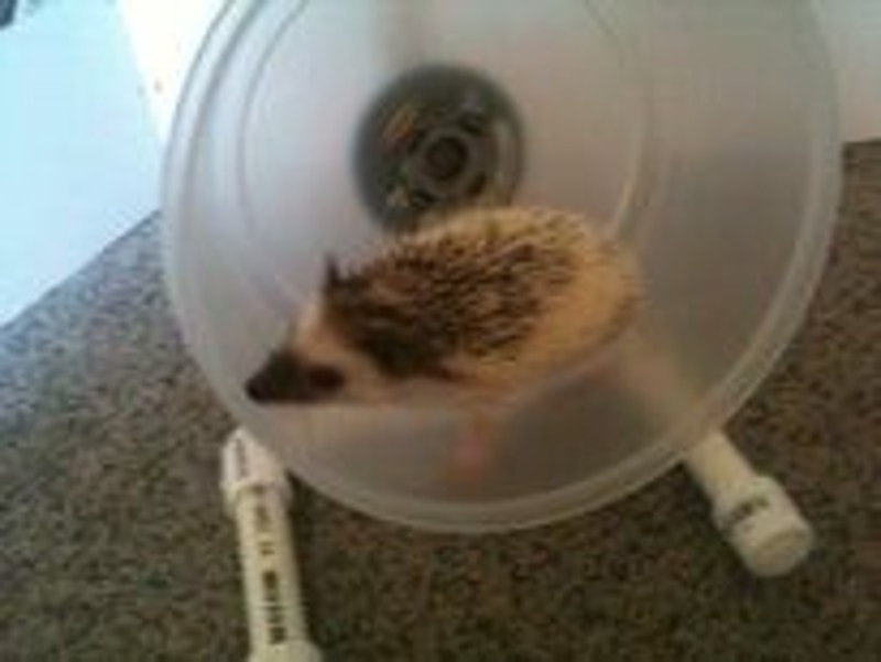 DIY Hedgehog Toys