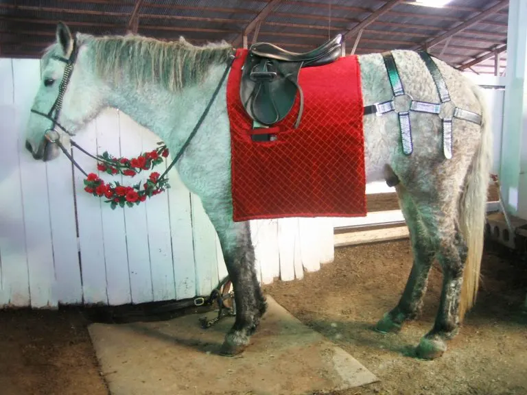 DIY Horse Renaissance Costume