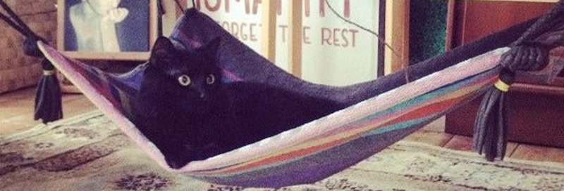 DIY No Sew Cat Hammock