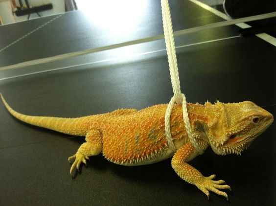 DIY Non-beaded Harness