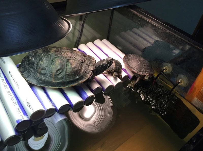 DIY PVC Turtle Dock