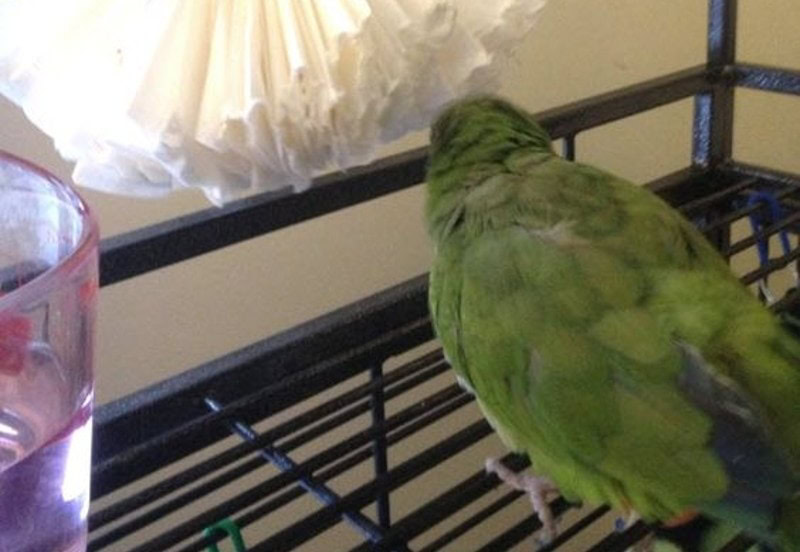 DIY Parakeet Toys