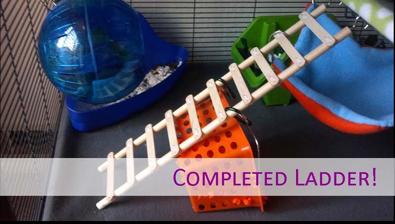 DIY Parakeet Toys
