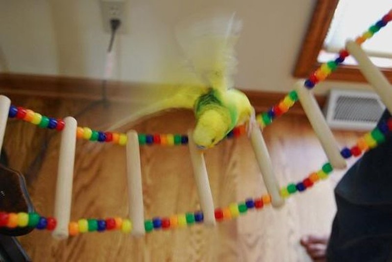 DIY Parakeet Toys