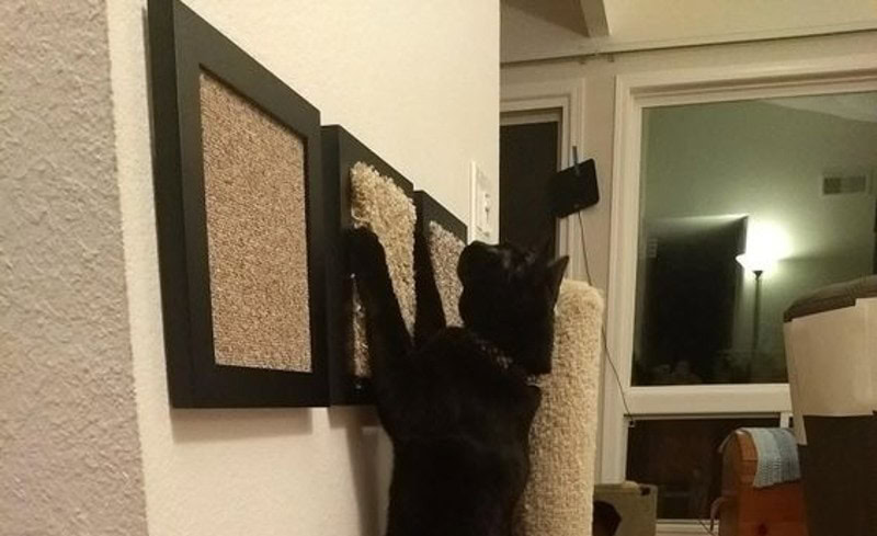 DIY Project For Your Cat