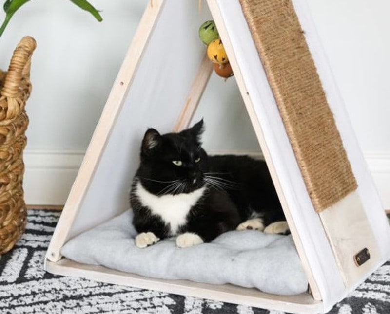 DIY Project For Your Cat