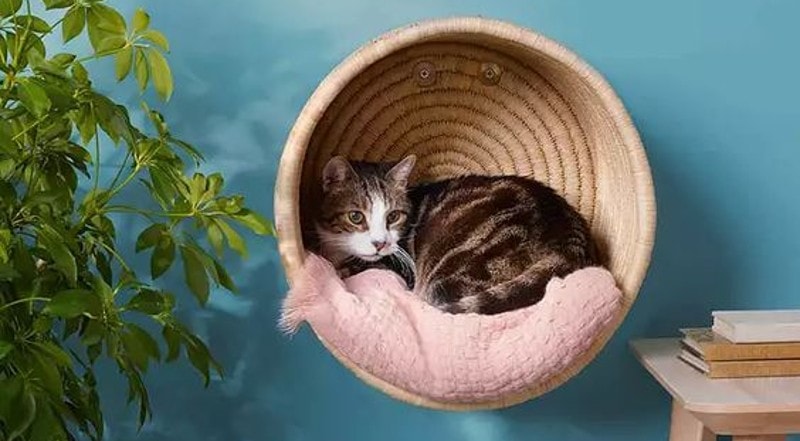 DIY Project For Your Cat