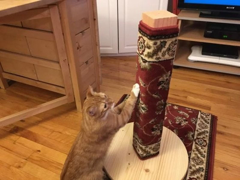 DIY Project For Your Cat