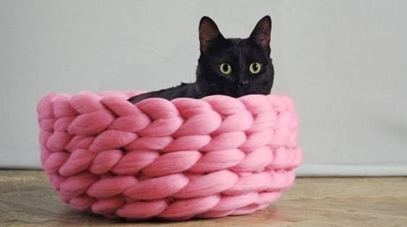 DIY Project For Your Cat