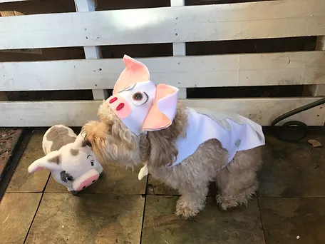 DIY Pua the Pig Costume