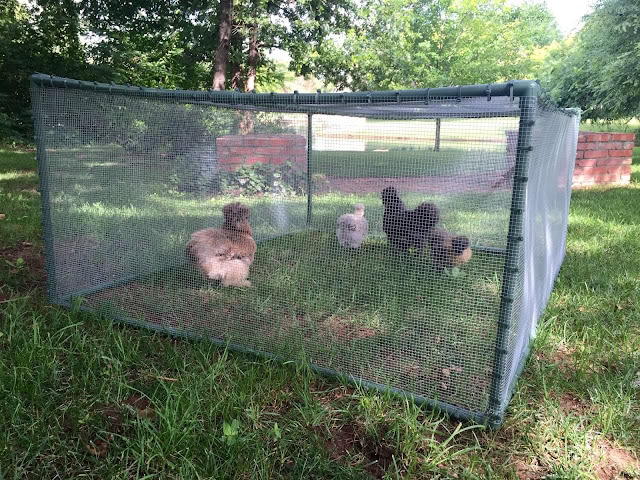 DIY Rabbit Run