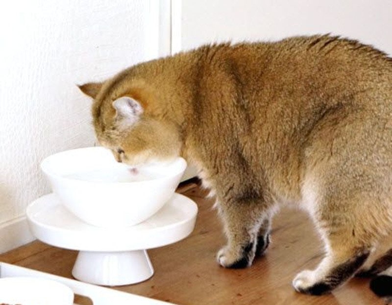DIY Raised Cat Bowl