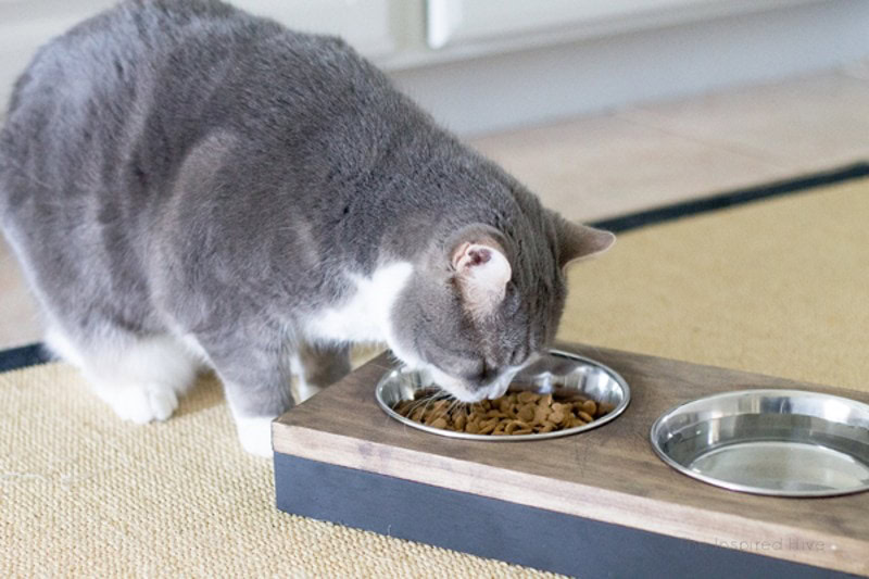 DIY Raised Cat Bowl