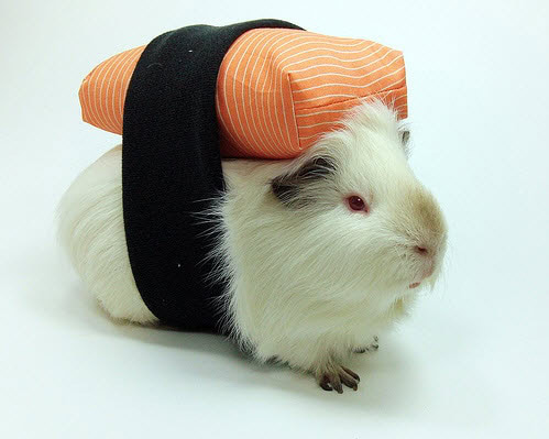DIY Salmon Sushi Costume