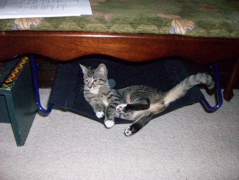 DIY Simple Cat Hammock