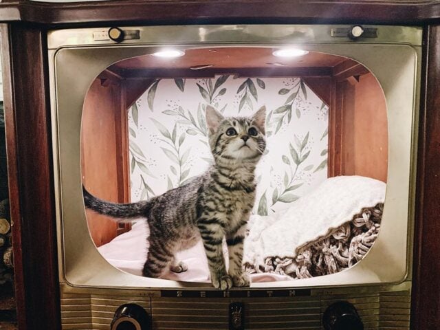 DIY TV Bed