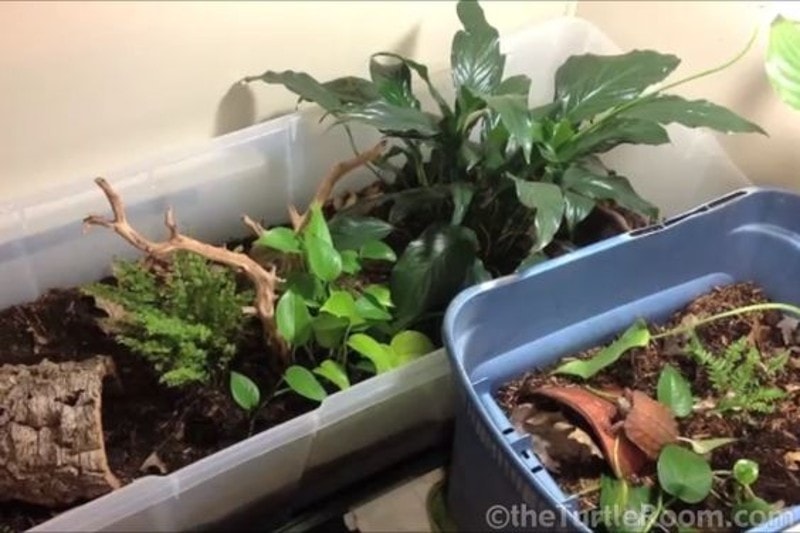DIY Tortoise Enclosure