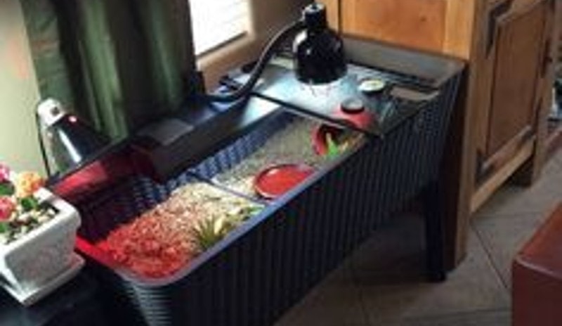 DIY Tortoise Table