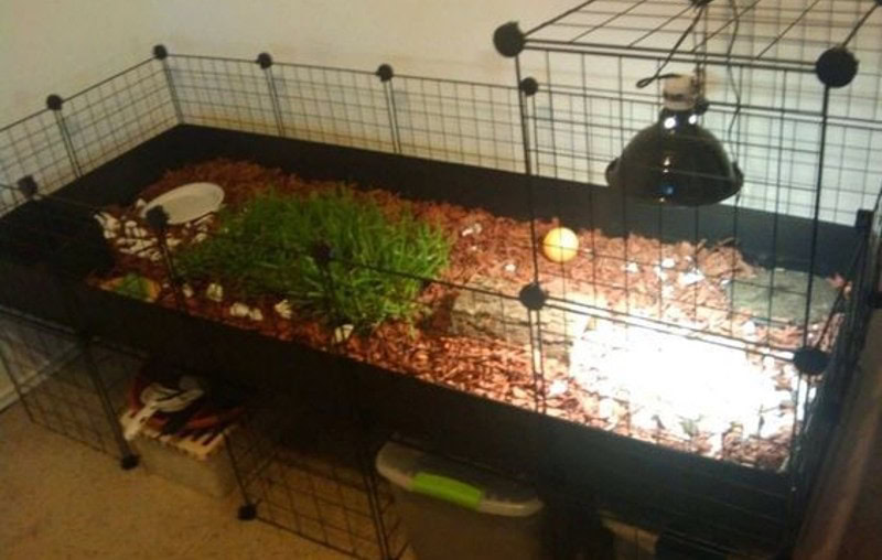 DIY Tortoise Table