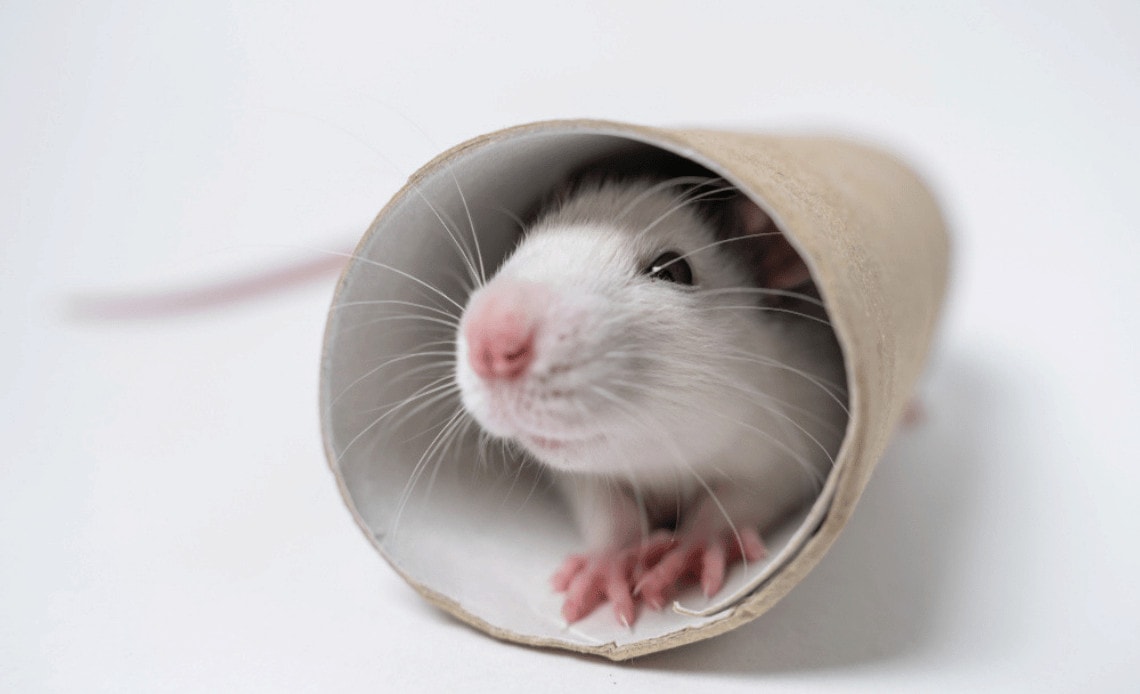 DIY Tunnel by small pet journal