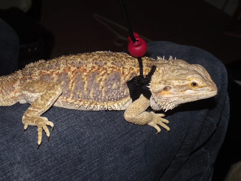 DIY Vest Style Harness