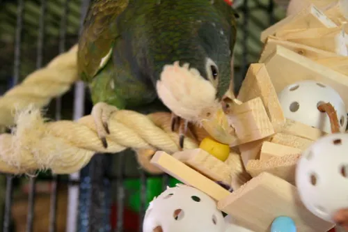 DIY Wood Toy